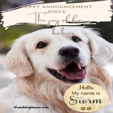Animal Announcement Discs